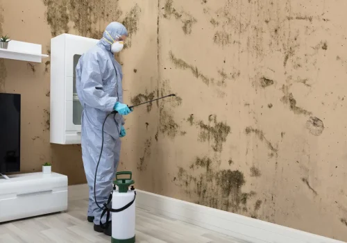 Mold Remediation2