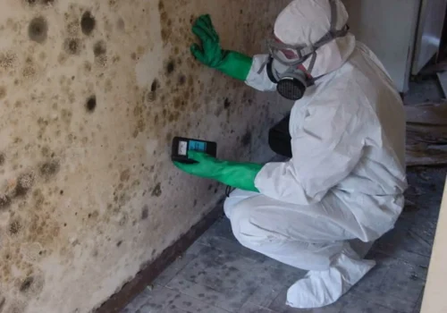 Mold Testing1