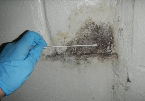 Mold Testing4